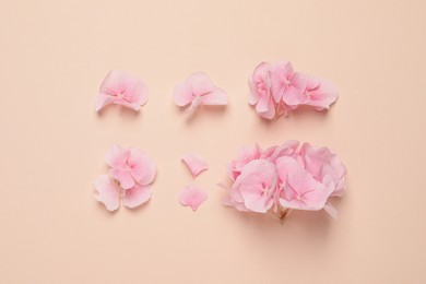 Beautiful hortensia flowers on beige background, flat lay