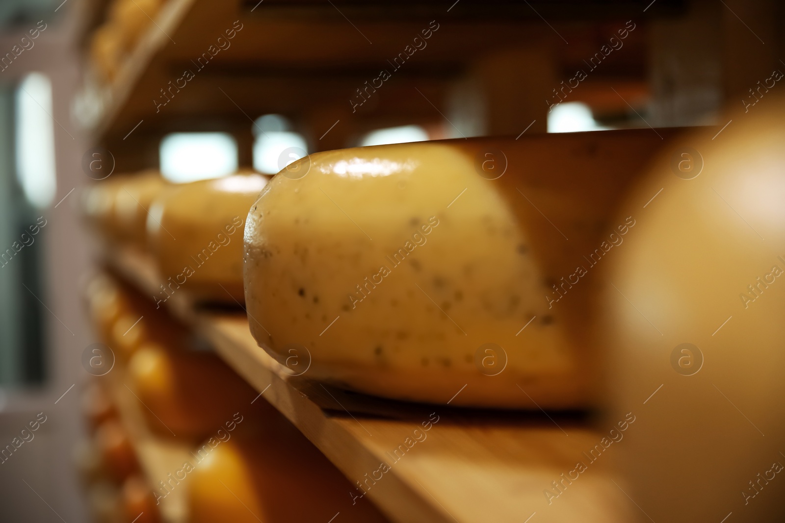 Photo of Fresh cheese heads on rack in factory warehouse, closeup