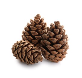 Photo of Beautiful dry pine cones on white background
