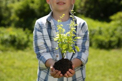 Photo of Child holding soil with young green tree outdoors, closeup