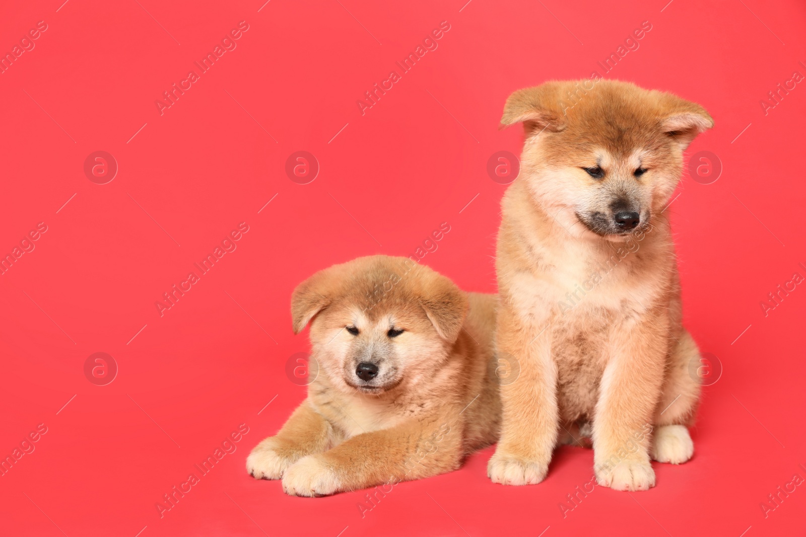 Photo of Cute Akita Inu puppies on red background, space for text. Baby animals