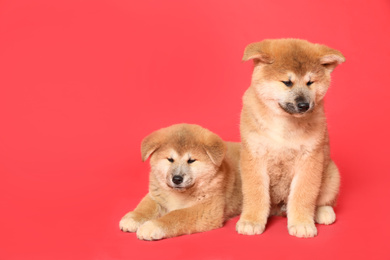 Cute Akita Inu puppies on red background, space for text. Baby animals