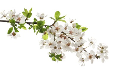 Photo of Cherry tree branch with beautiful blossoms isolated on white