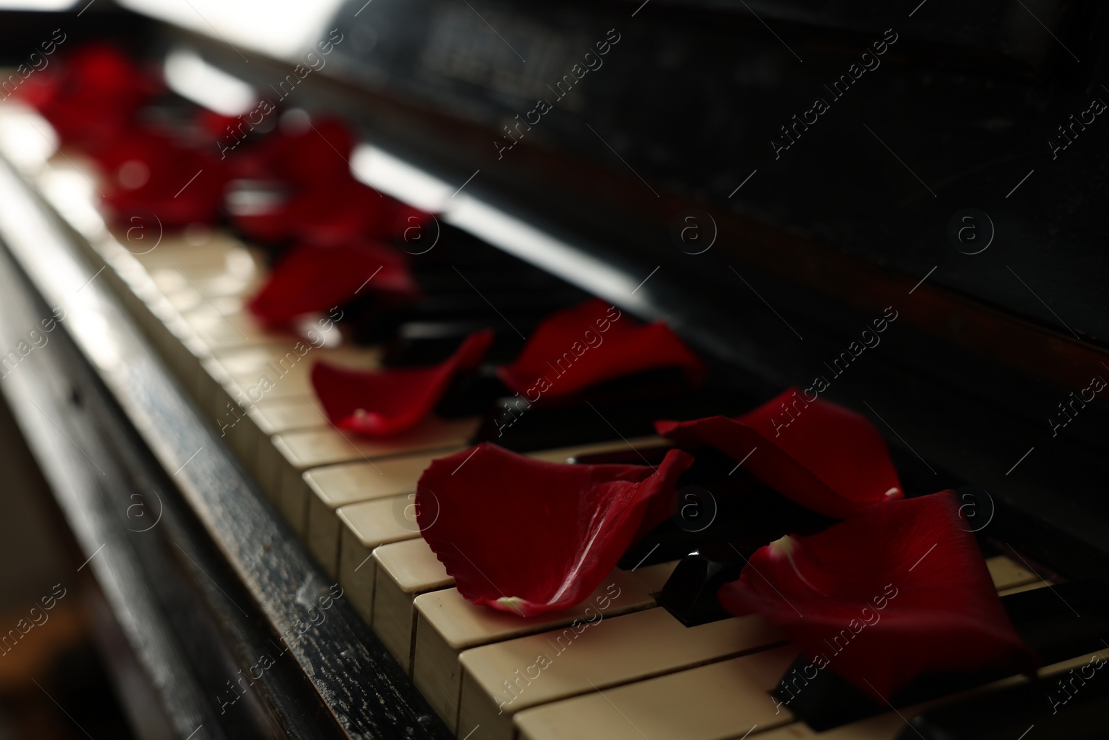 Photo of Many red rose petals on piano keys, closeup. Space for text