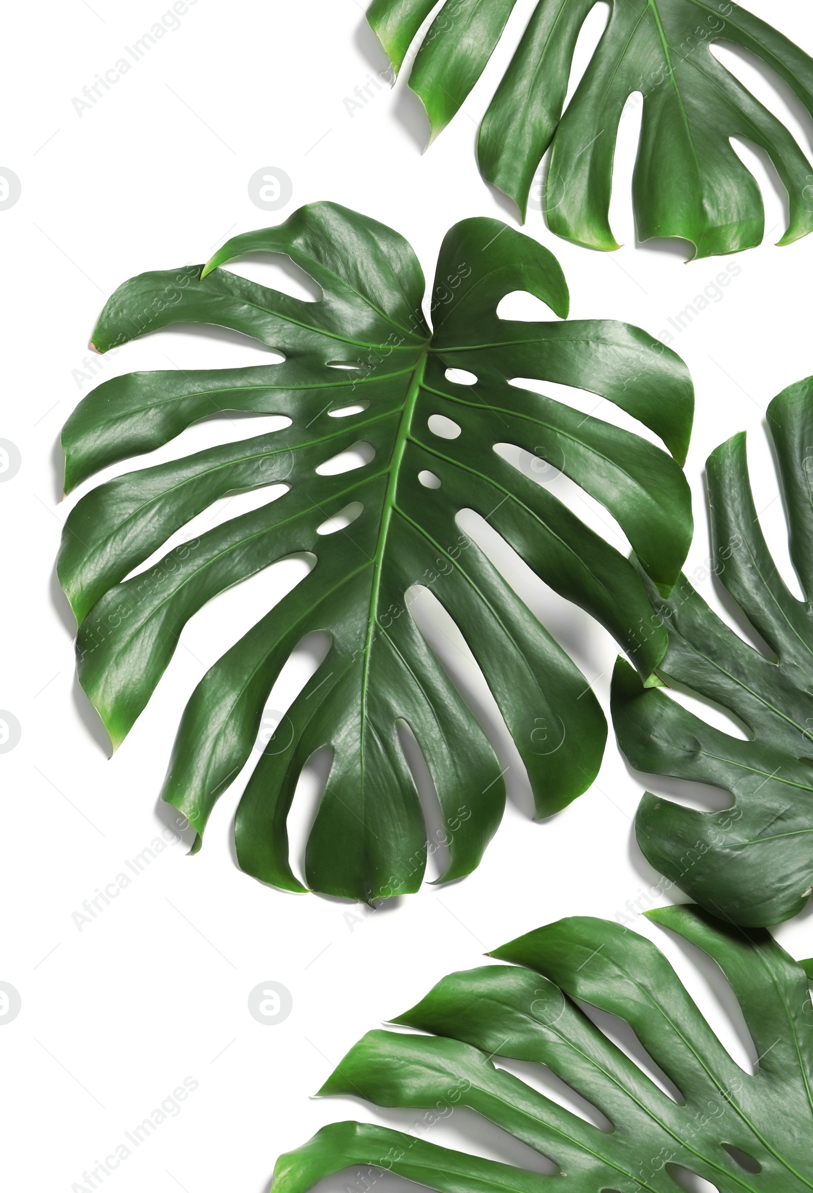 Photo of Green fresh monstera leaves on white background, top view. Tropical plant