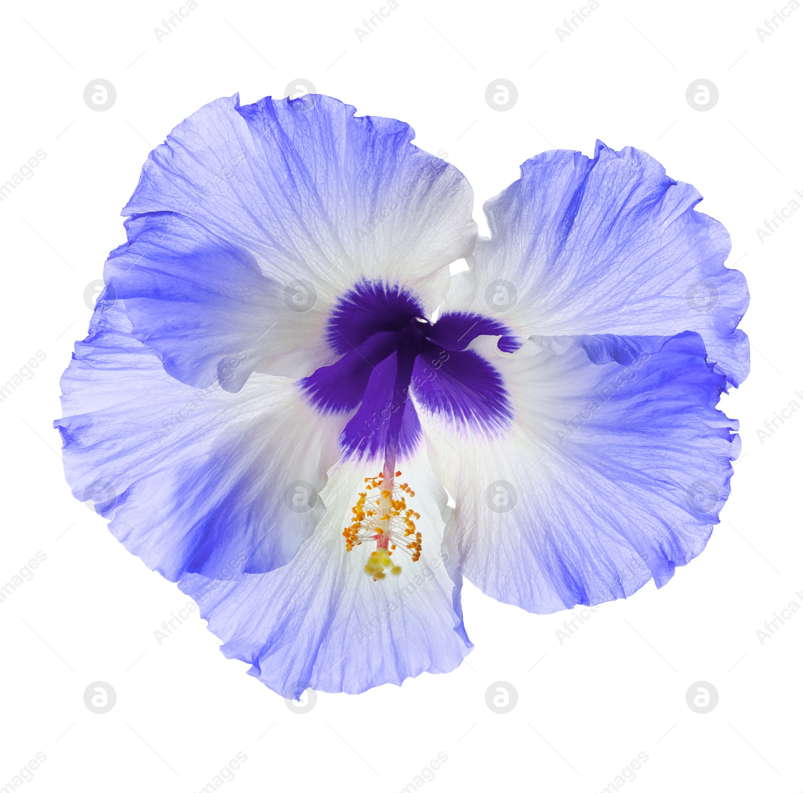 Image of Beautiful tropical hibiscus flower isolated on white 