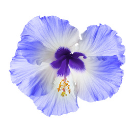 Beautiful tropical hibiscus flower isolated on white 