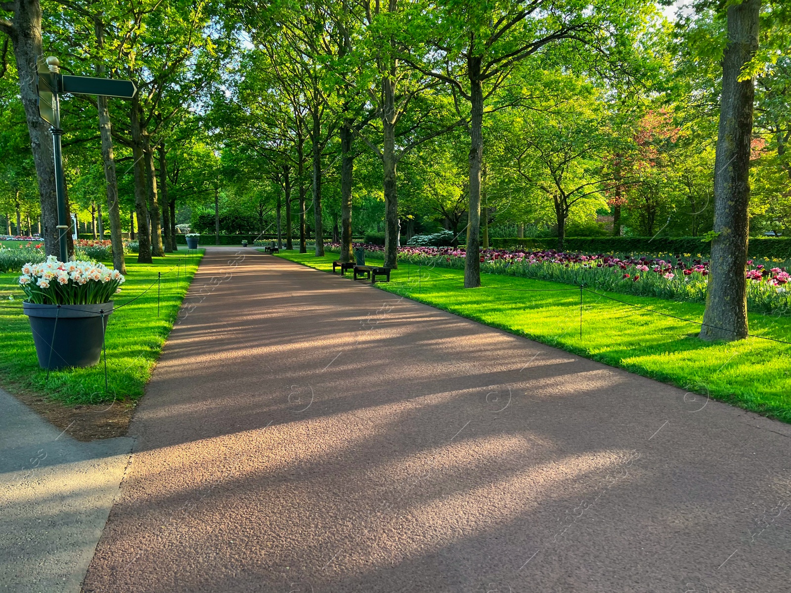 Photo of Park with beautiful plants, benches and pathway on sunny day. Spring season