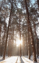 Photo of Picturesque view of snowy pine forest in winter morning