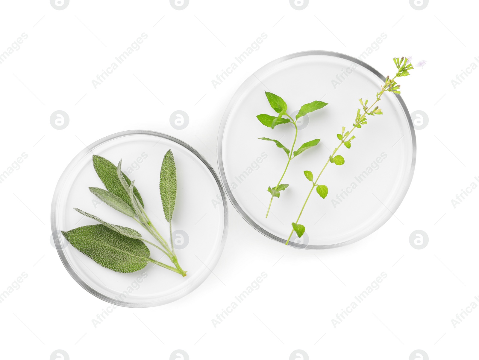 Photo of Petri dishes with different plants isolated on white, top view