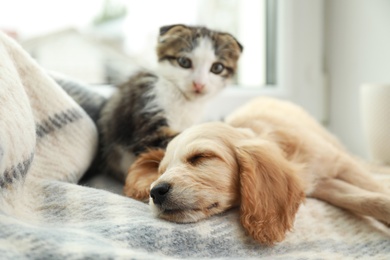 Photo of Adorable little kitten and puppy sleeping on blanket near window indoors