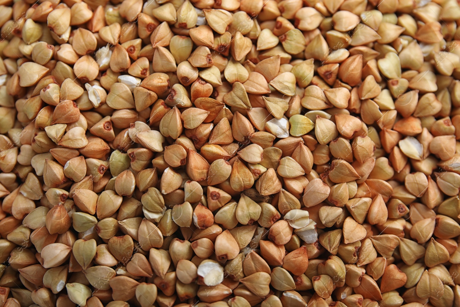 Photo of Closeup view of organic green buckwheat as background