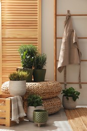 Photo of Different potted herbs in room. Interior design