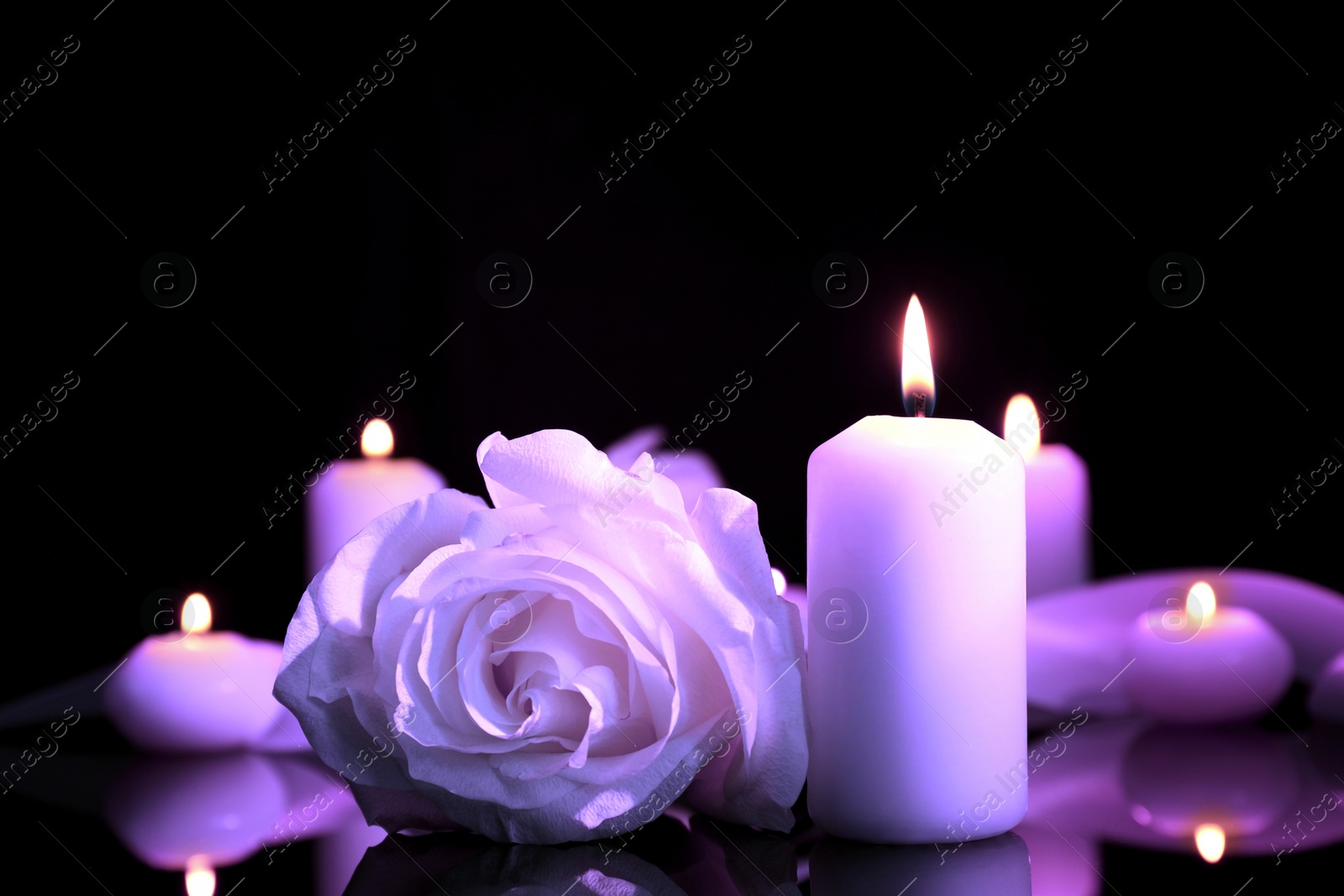 Image of Violet rose and burning candle on black mirror surface in darkness, closeup. Funeral attributes