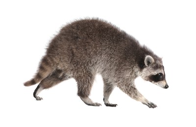 Photo of Cute funny common raccoon isolated on white