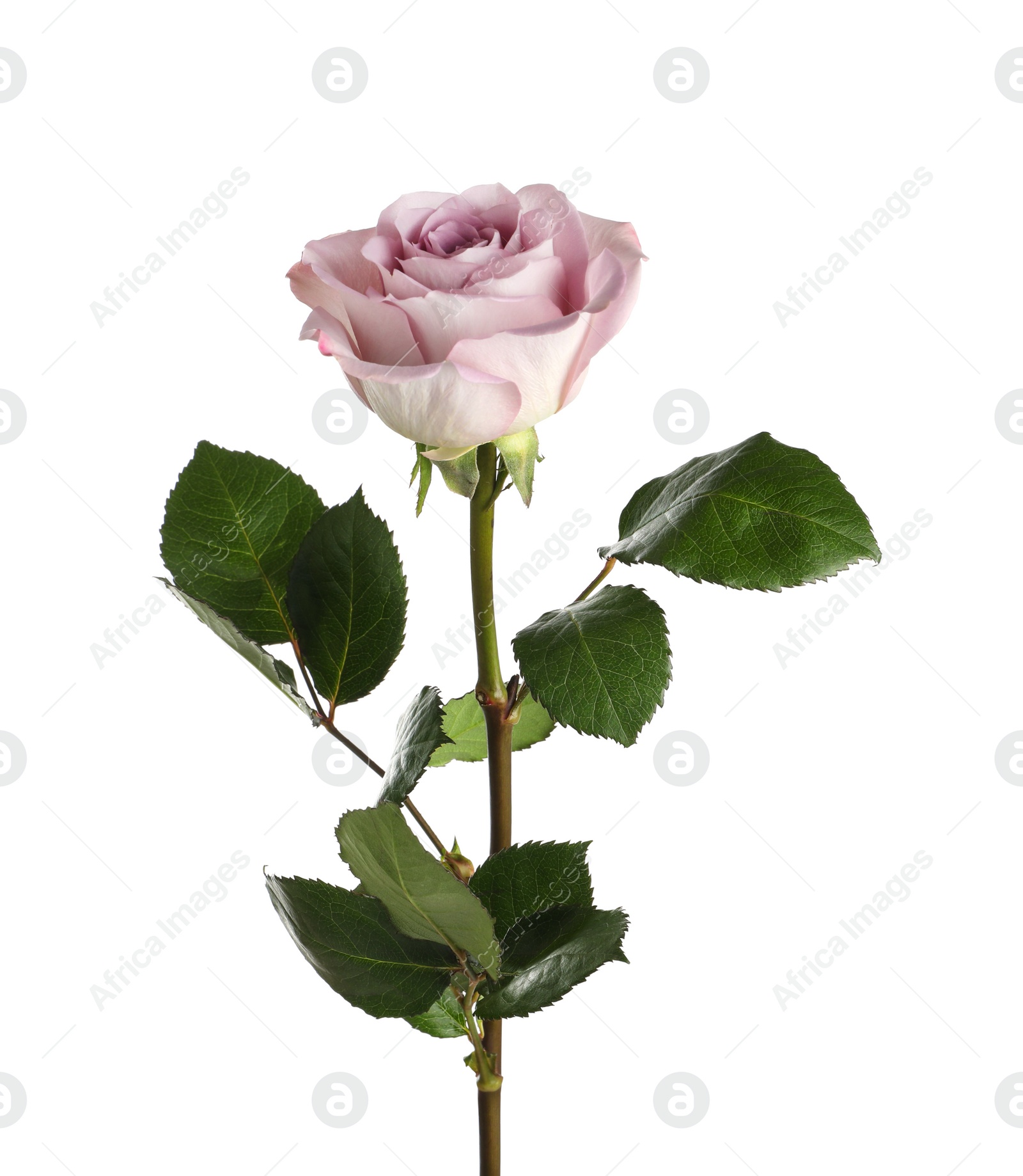 Photo of Beautiful blooming rose flower on white background