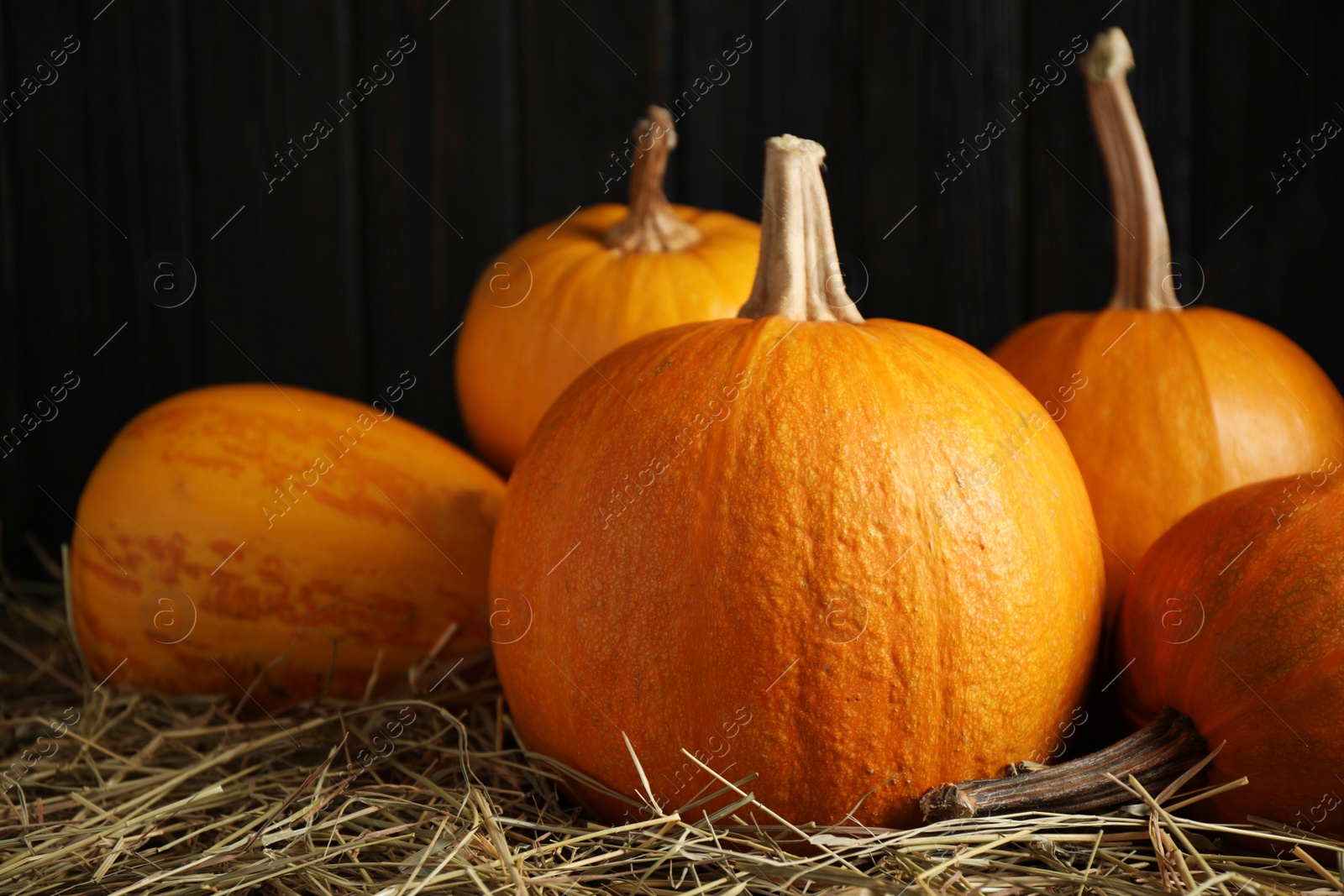 Photo of Ripe pumpkins on hay against black background. Holiday decoration