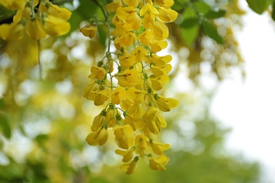Photo of Blooming tree with tiny yellow flowers and rain drops in park, closeup view
