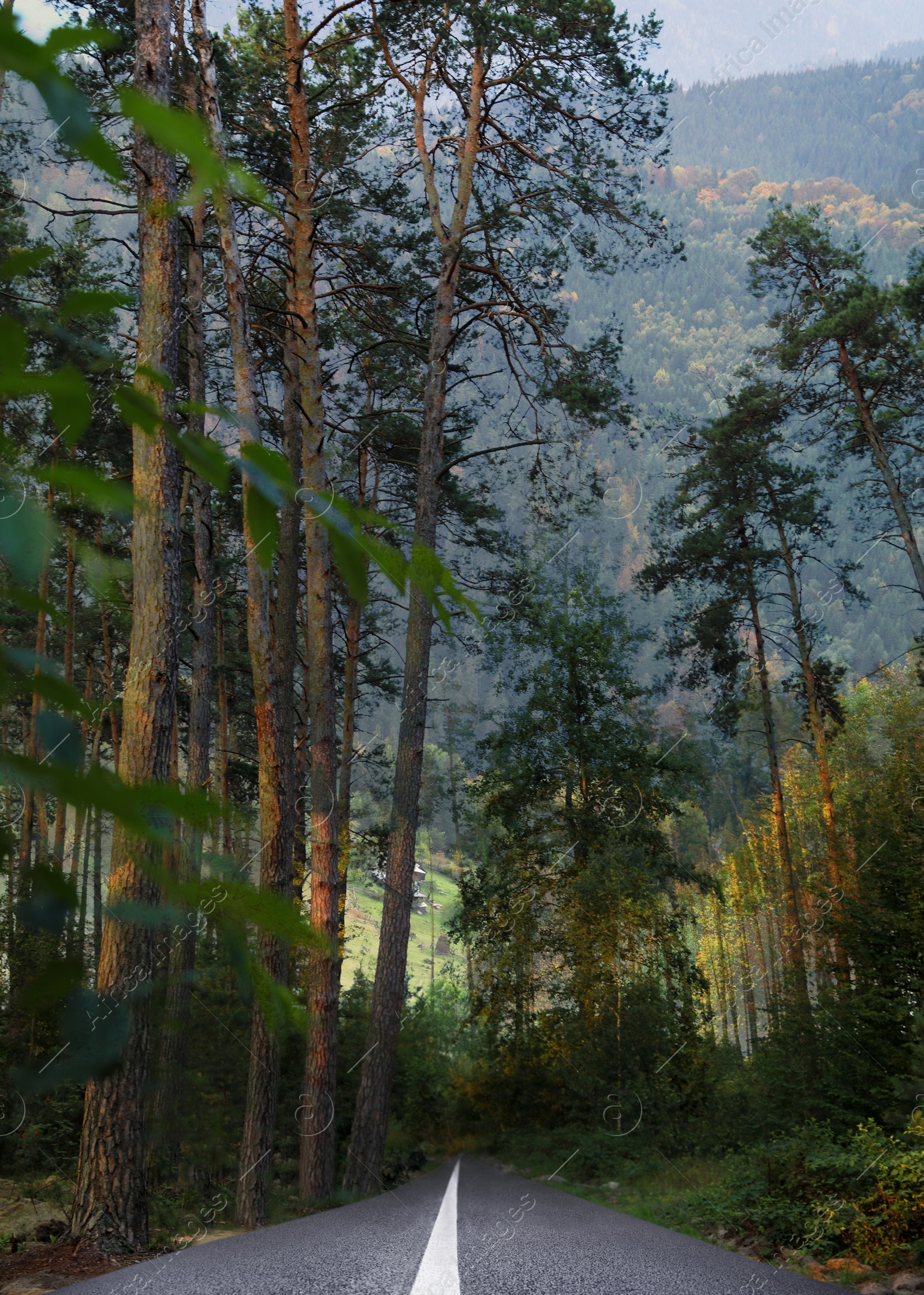 Image of Beautiful view of forest and empty asphalt road leading to mountains