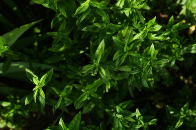 Photo of Beautiful mint with lush green leaves growing outdoors