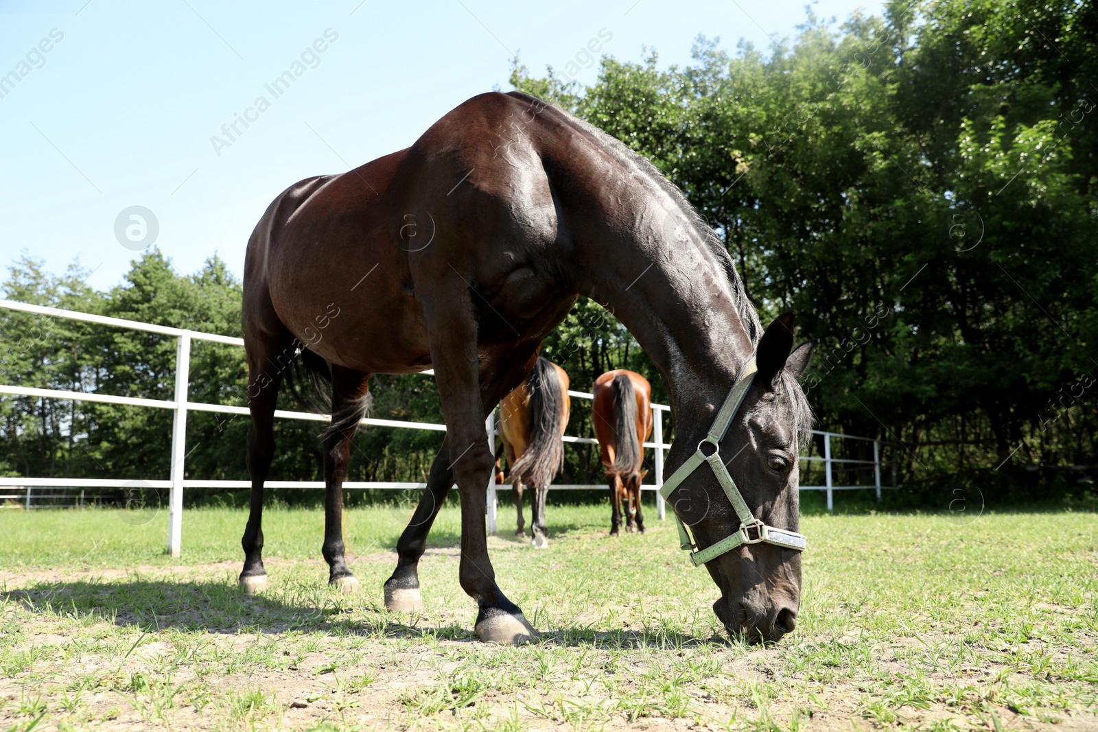 Photo of Dark bay horse in paddock on sunny day. Beautiful pet