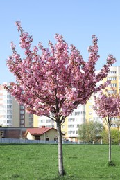 Photo of Beautiful sakura trees with pink flowers in city park