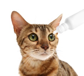 Image of Giving medical drops to cute cat on white background