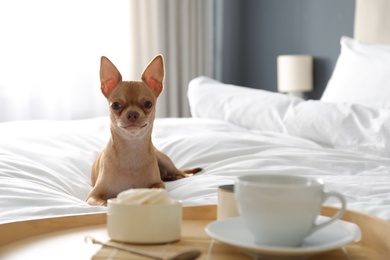 Tray with tasty breakfast and cute Chihuahua dog on bed in room. Pet friendly hotel