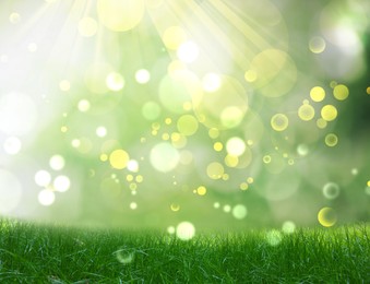 Image of Vibrant green grass outdoors on sunny day