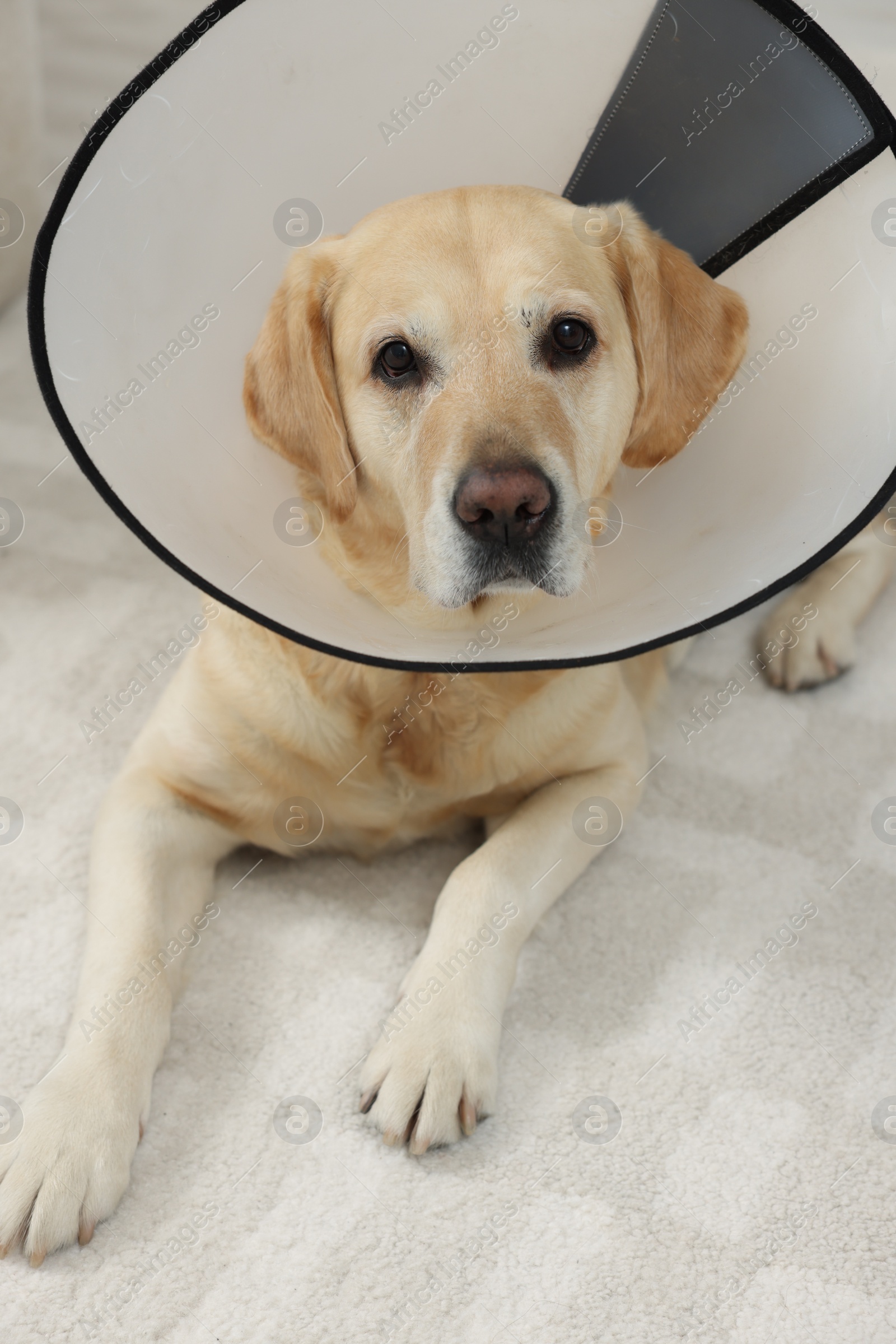 Photo of Cute Labrador Retriever with protective cone collar on floor in room