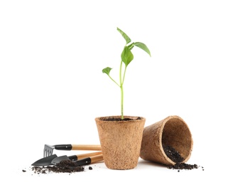 Photo of Vegetable seedlings and garden tools isolated on white