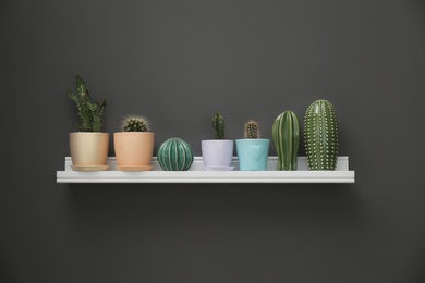 Photo of Shelf with beautiful cacti in flowerpots on gray wall