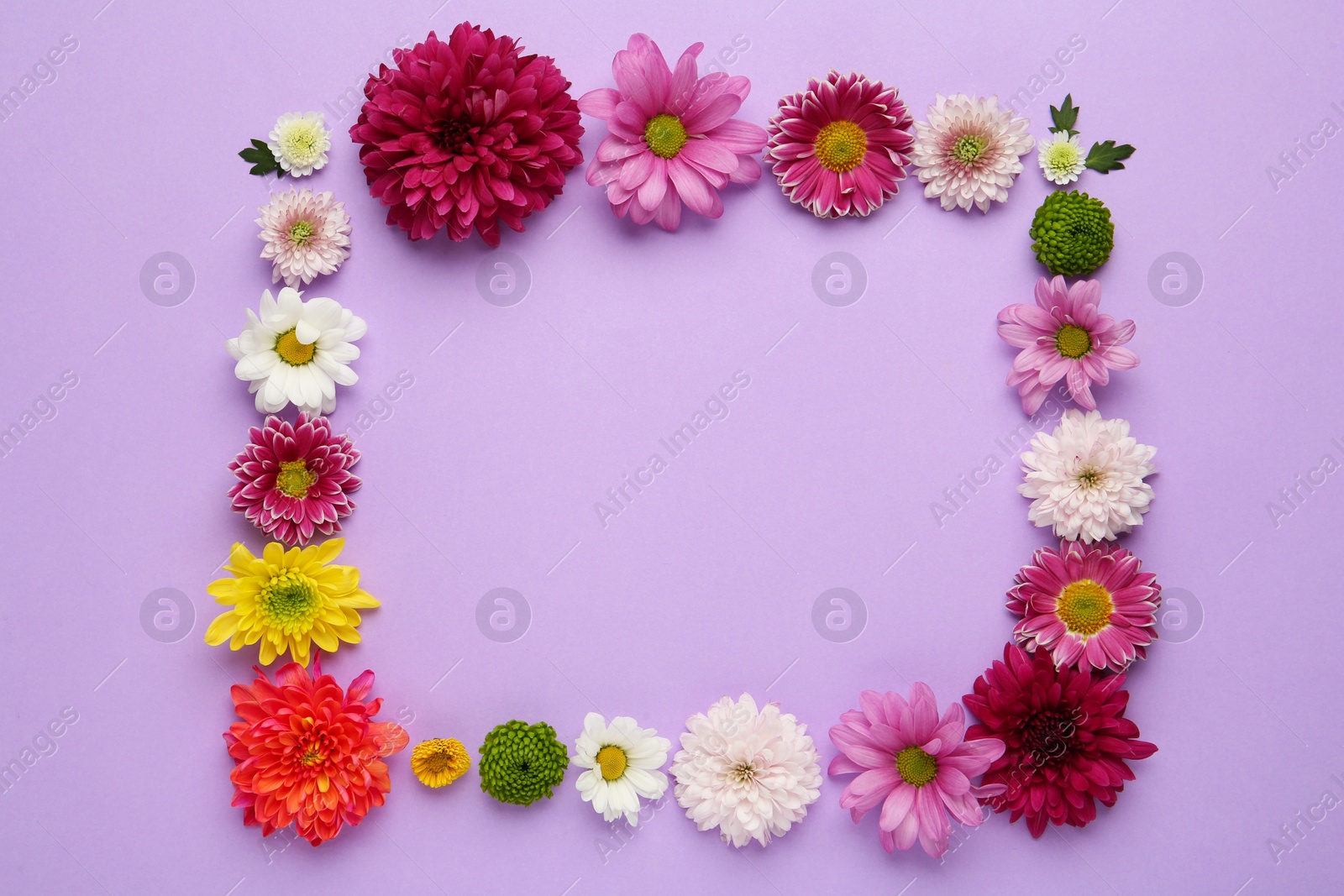 Photo of Frame made of beautiful chrysanthemum flowers on violet background, flat lay. Space for text