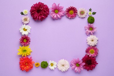 Frame made of beautiful chrysanthemum flowers on violet background, flat lay. Space for text