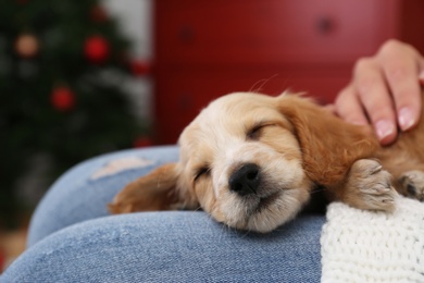 Photo of Owner with cute English Cocker Spaniel puppy indoors, closeup