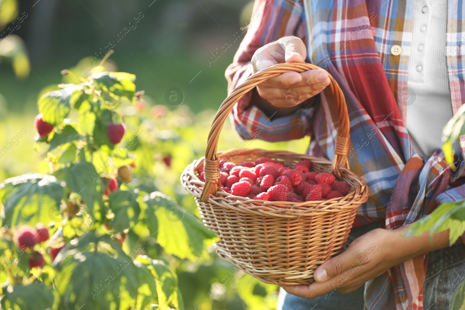 Photo of Woman holding wicker basket with ripe raspberries outdoors, closeup. Space for text