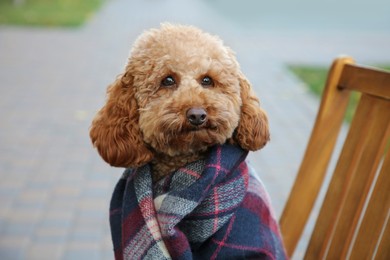 Cute fluffy dog wrapped in blanket on chair outdoors