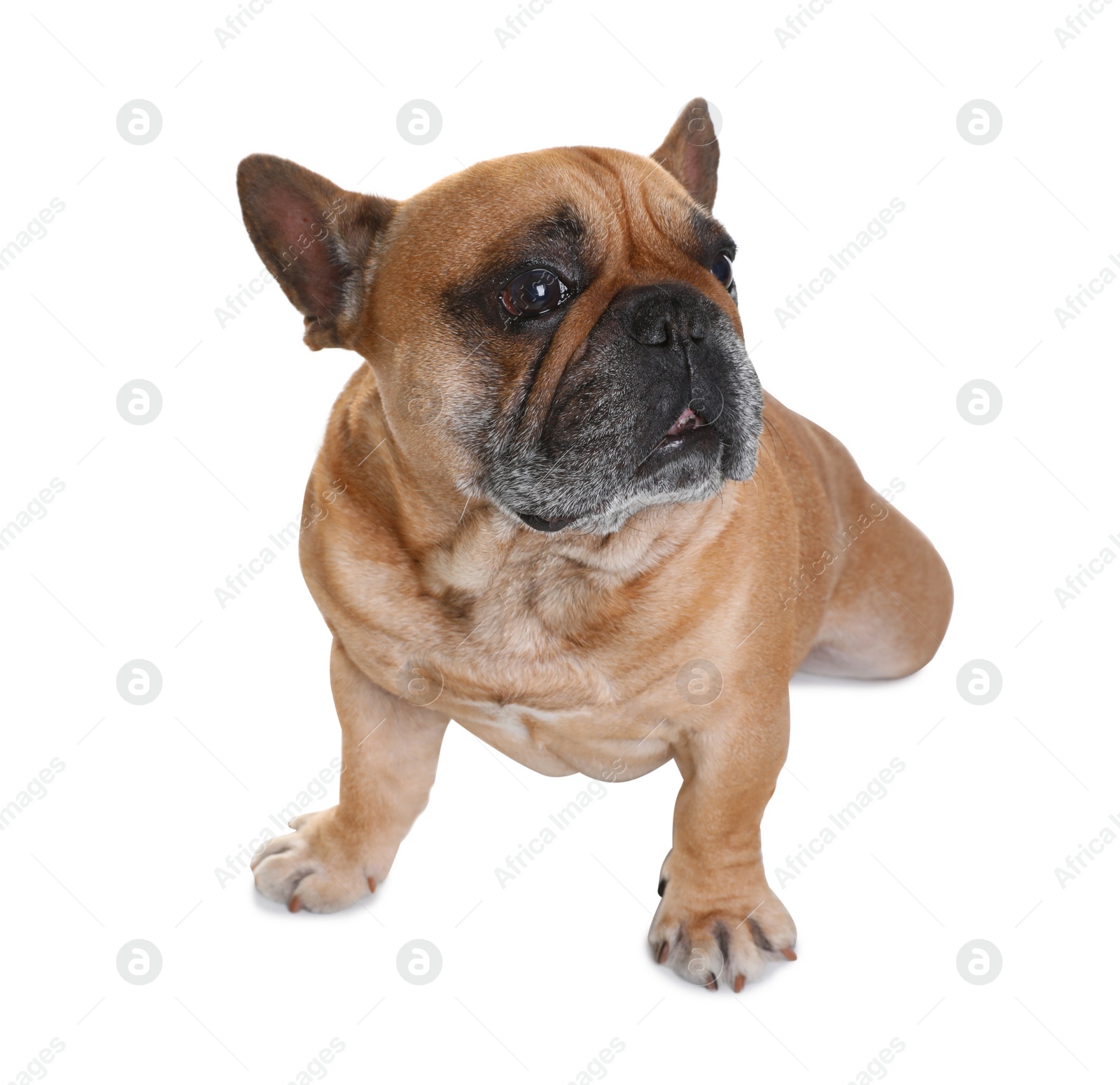 Photo of Cute French bulldog on white background. Funny pet