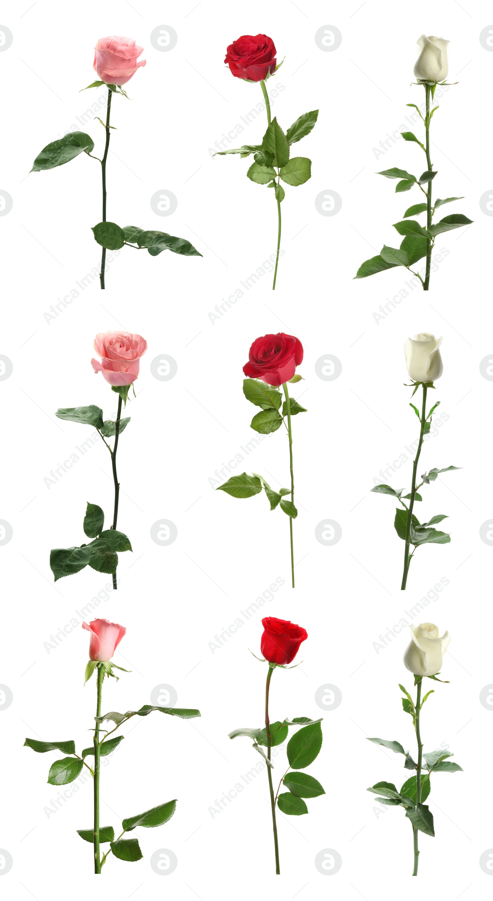 Image of Set of different roses on white background