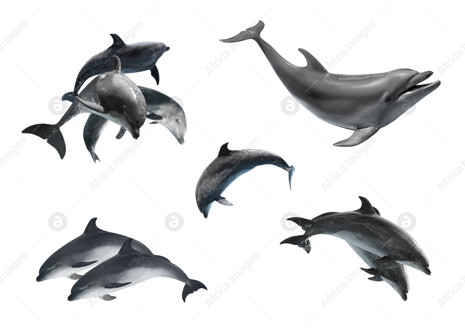 Image of Beautiful grey bottlenose dolphins on white background, collage