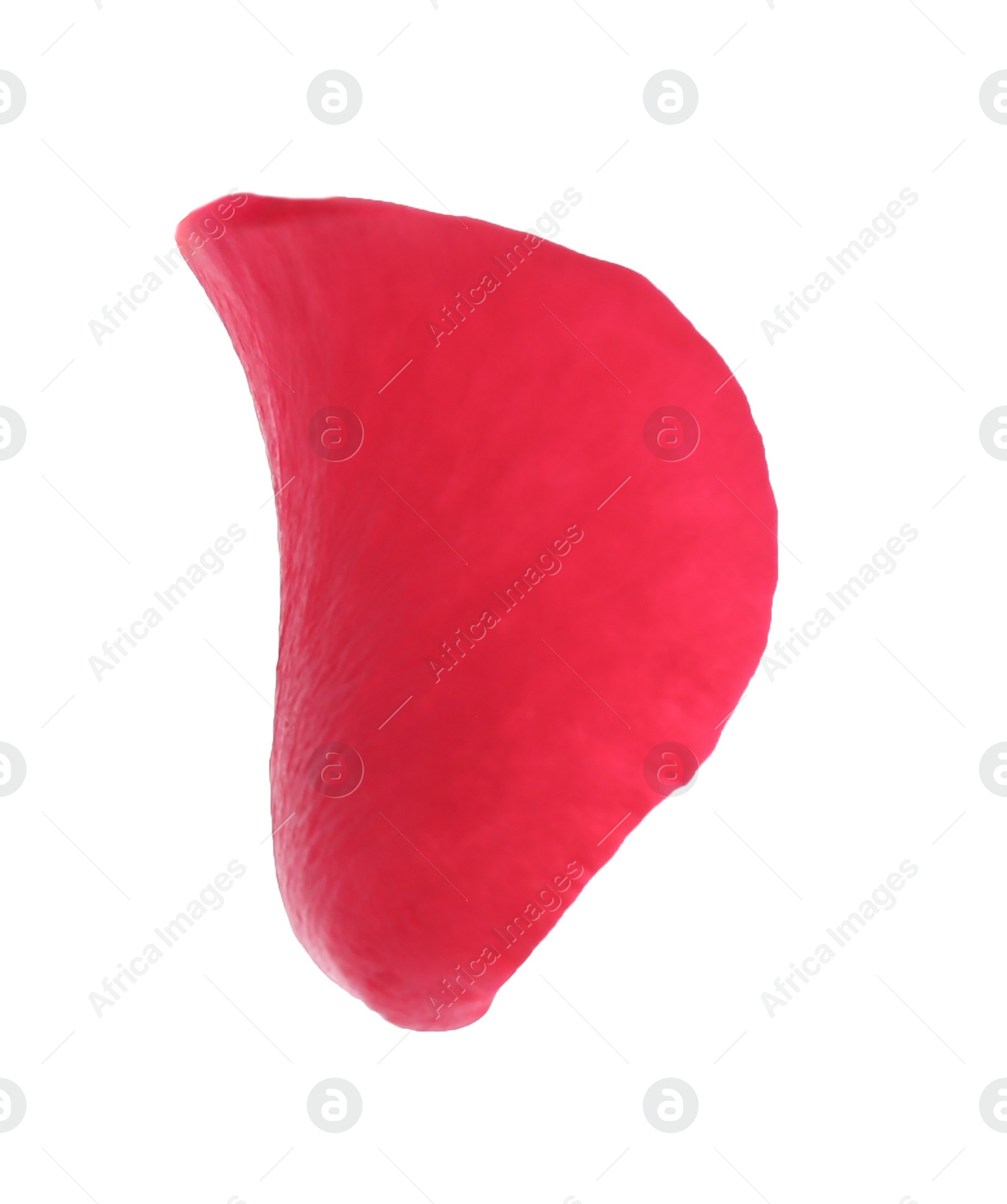 Photo of Tender red rose petal isolated on white