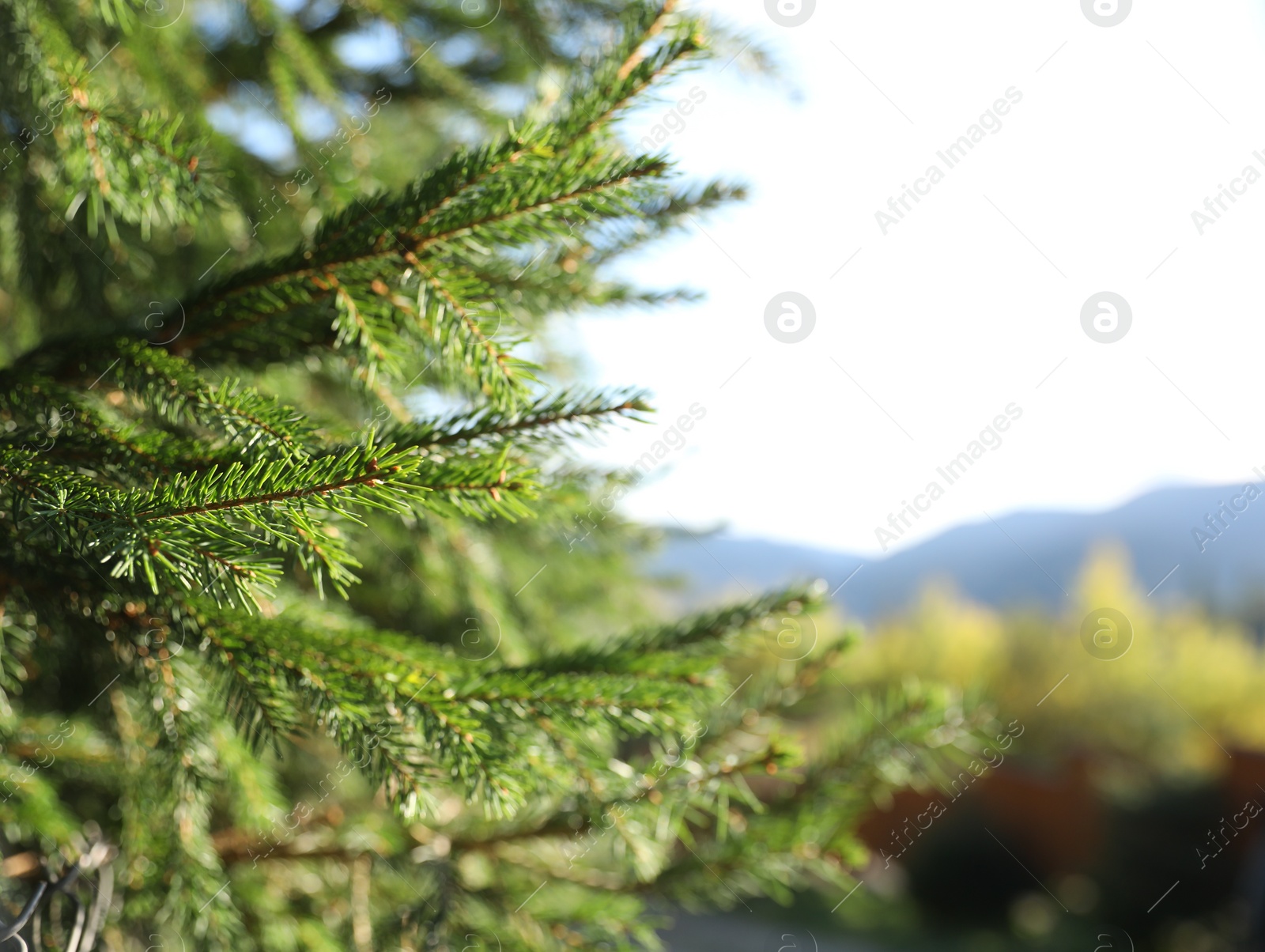 Photo of Beautiful green spruce in forest, space for text