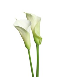Photo of Beautiful calla lily flowers on white background