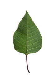 Photo of Leaf of tropical poinsettia plant isolated on white