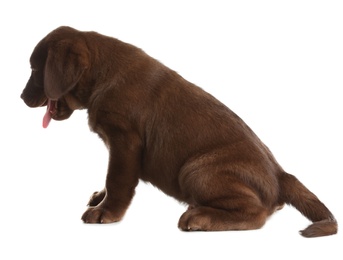 Photo of Chocolate Labrador Retriever puppy on white background