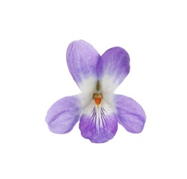 Photo of Beautiful wood violet on white background. Spring flower