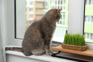 Photo of Cute cat near fresh green grass on windowsill indoors