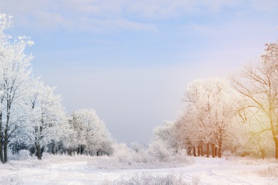 Image of Amazing winter morning.  Beautiful forest covered with snow
