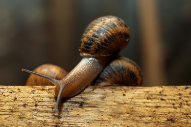 Photo of Snails crawling on wooden stand indoors, closeup