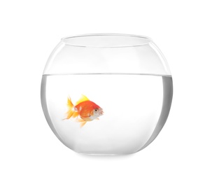 Photo of Beautiful bright small goldfish in round glass aquarium isolated on white